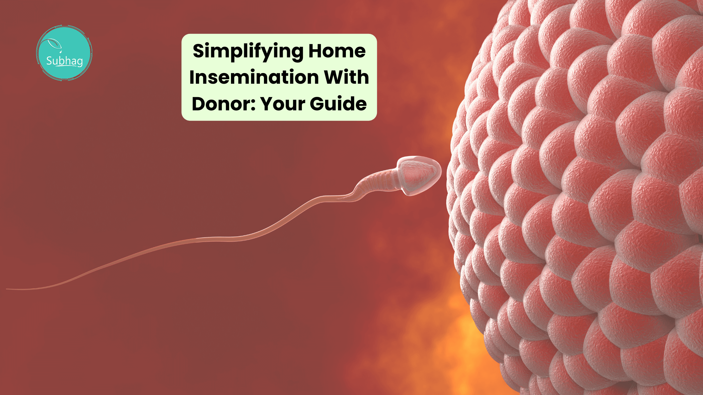 Simplifying Home Insemination With Donor Your Guide